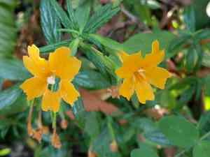 Sticky monkey-flower(Diplacus aurantiacus)