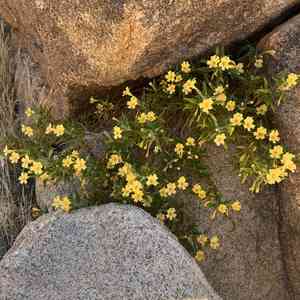 Kaweah river bush monkeyflower(Diplacus calycinus)