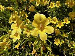 Kaweah river bush monkeyflower(Diplacus calycinus)