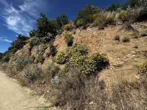 Kaweah river bush monkeyflower(Diplacus calycinus)