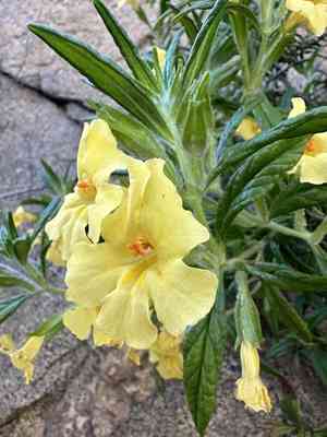 Kaweah river bush monkeyflower(Diplacus calycinus)