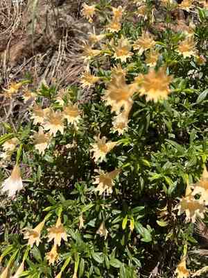 Largeflower bush monkeyflower(Diplacus grandiflorus)