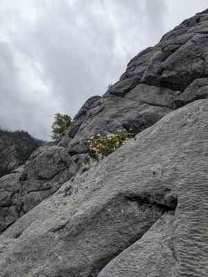 Largeflower bush monkeyflower(Diplacus grandiflorus)