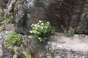 Largeflower bush monkeyflower(Diplacus grandiflorus)