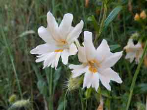Largeflower bush monkeyflower(Diplacus grandiflorus)