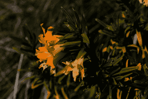 Chaparral bush monkeyflower(Diplacus linearis)