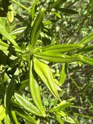 Chaparral bush monkeyflower(Diplacus linearis)