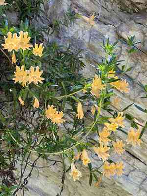 Chaparral bush monkeyflower(Diplacus linearis)