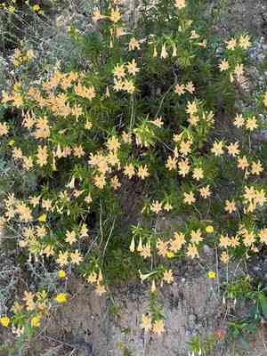 Chaparral bush monkeyflower(Diplacus linearis)