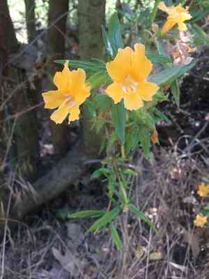 Southern bush monkeyflower(Diplacus longiflorus)