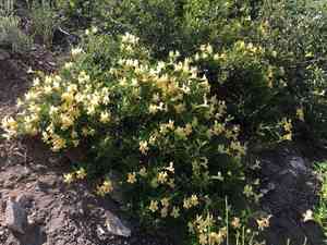 Southern bush monkeyflower(Diplacus longiflorus)