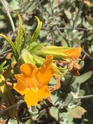 Southern bush monkeyflower(Diplacus longiflorus)