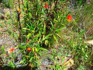 Red bush monkeyflower(Diplacus puniceus)