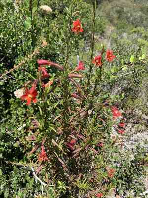 Red bush monkeyflower(Diplacus puniceus)