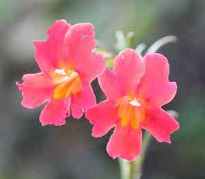 Red bush monkeyflower(Diplacus puniceus)