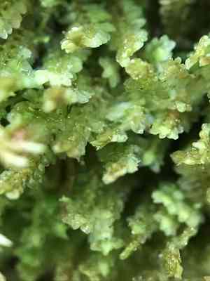 White earwort(Diplophyllum albicans)