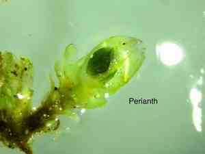 White earwort(Diplophyllum albicans)