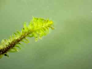 White earwort(Diplophyllum albicans)