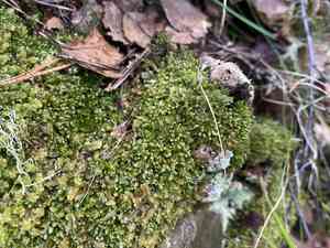 White earwort(Diplophyllum albicans)