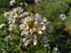 White wallrocket(Diplotaxis erucoides)