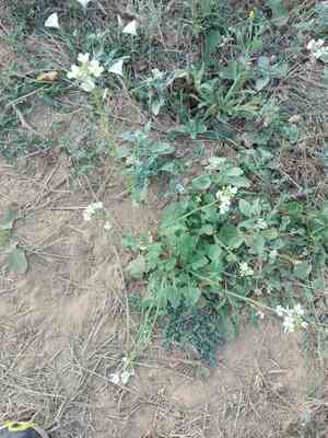White wallrocket(Diplotaxis erucoides)