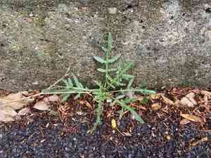 Perennial wall-rocket(Diplotaxis tenuifolia)