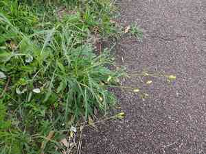 Perennial wall-rocket(Diplotaxis tenuifolia)