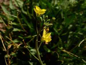 Perennial wall-rocket(Diplotaxis tenuifolia)