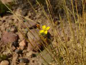 Perennial wall-rocket(Diplotaxis tenuifolia)