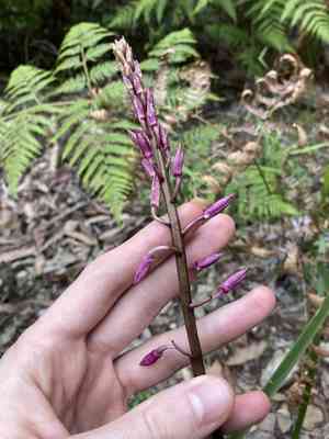 Hyacinth-orchid (Dipodium)(Dipodium)