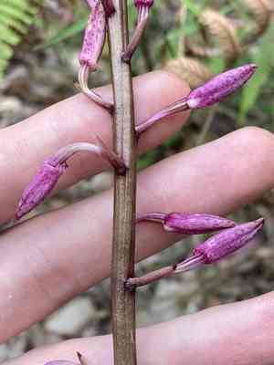 Hyacinth-orchid (Dipodium)(Dipodium)