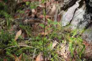 Hyacinth-orchid (Dipodium)(Dipodium)