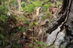 Hyacinth-orchid (Dipodium)(Dipodium)