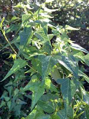 Okie bean(Dipogon lignosus)