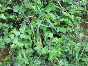 Okie bean(Dipogon lignosus)