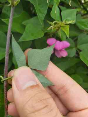 Okie bean(Dipogon lignosus)