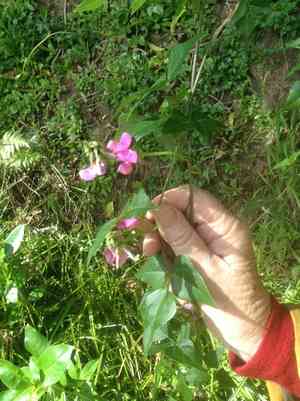 Okie bean(Dipogon lignosus)