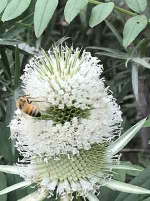 Cutleaf teasel(Dipsacus laciniatus)