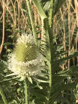 Cutleaf teasel(Dipsacus laciniatus)