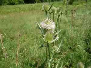 Cutleaf teasel(Dipsacus laciniatus)