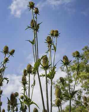 Cutleaf teasel(Dipsacus laciniatus)