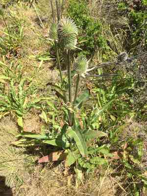 Indian teasel(Dipsacus sativus)