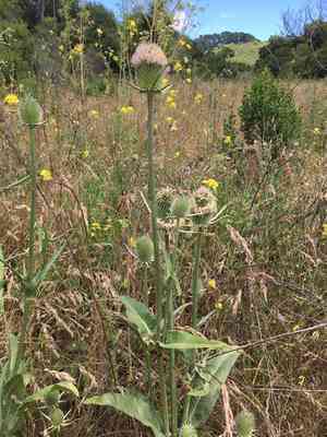 Indian teasel(Dipsacus sativus)