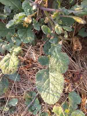 Indian teasel(Dipsacus sativus)