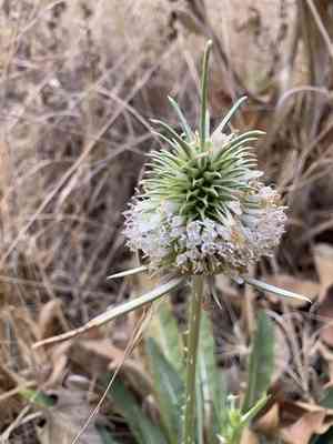 Indian teasel(Dipsacus sativus)