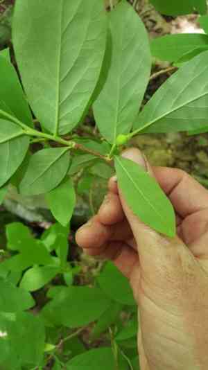 Eastern leatherwood(Dirca palustris)