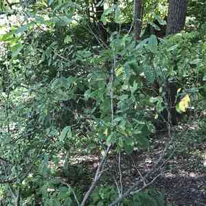 Eastern leatherwood(Dirca palustris)