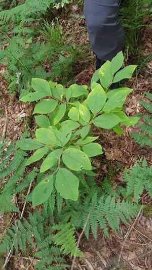 Eastern leatherwood(Dirca palustris)