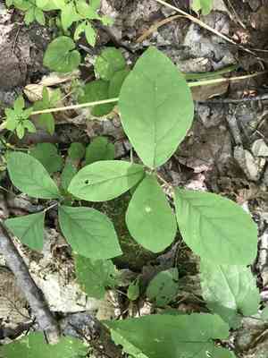 Eastern leatherwood(Dirca palustris)