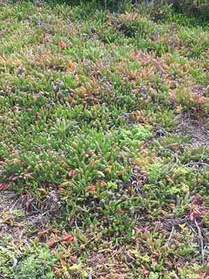 Purple dew-plant(Disphyma crassifolium)